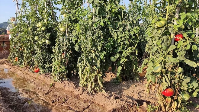 Tomateras en Barcelona / WIKI Tomateras en Barcelona / WIKI
