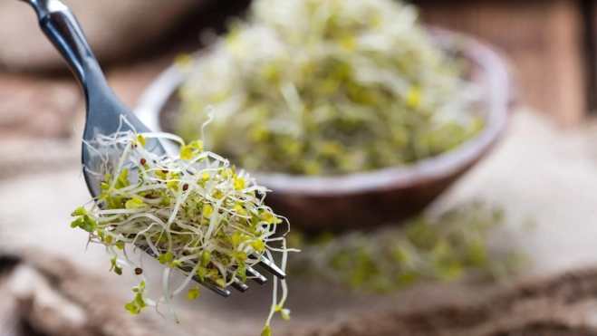 Germinados de brócoli / Canva Germinados de brócoli / Canva