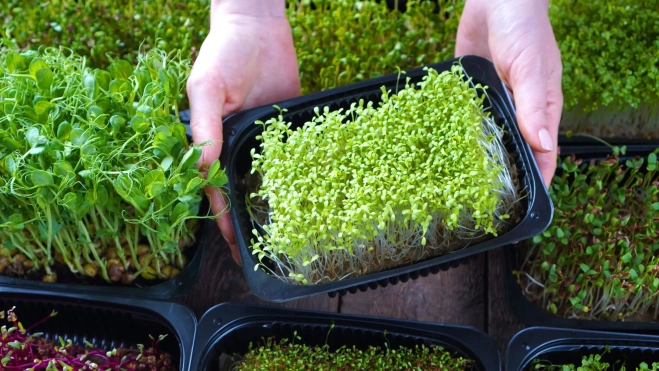 Cultivo con distintos microbrotes y germinados / Canva Cultivo con distintos microbrotes y germinados / Canva