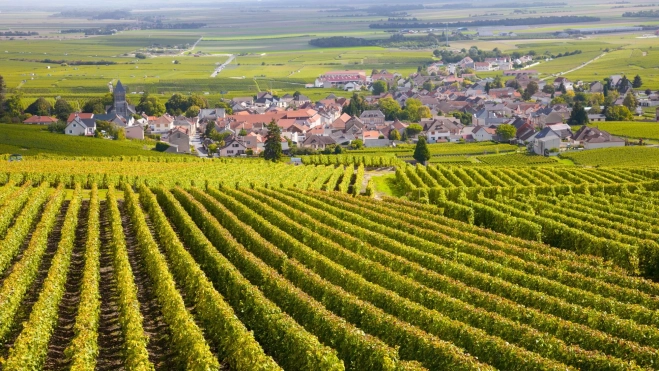 Viñedos en la zona de Borgoña / Canva Viñedos en la zona de Borgoña / Canva