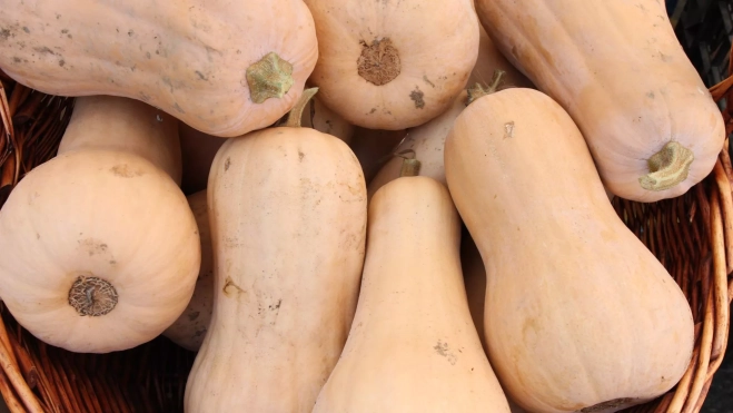 Calabaza violín / Canva