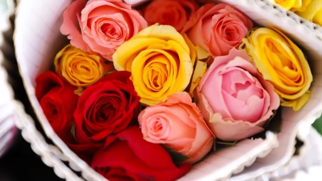 Rosas de difrentes colores Rosas de difrentes colores