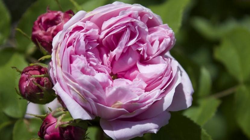 rosa-damascena rosa-damascena