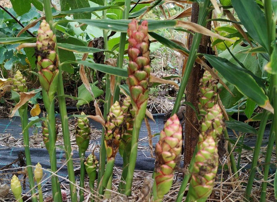 florjengibre