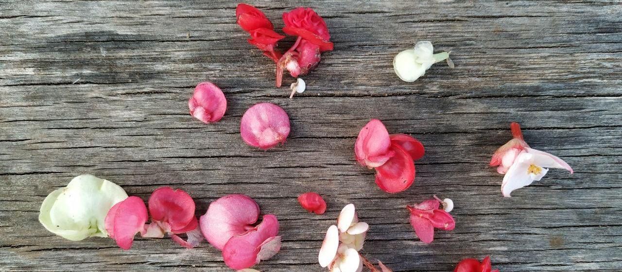 Begonias, flores de toda la vida y ahora gran potencial en cocina