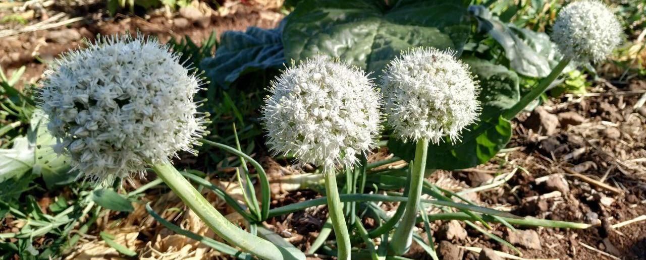 Flor de cebolla, un punto más de intensidad a nuestros platos Flor de cebolla, un punto más de intensidad a nuestros platos
