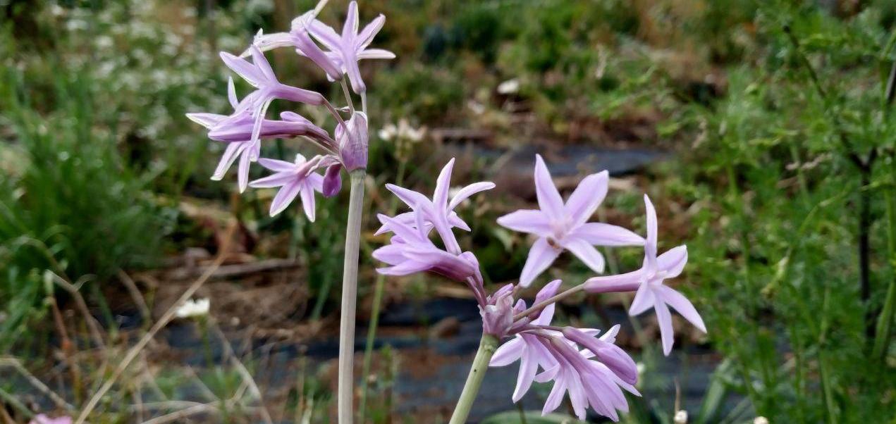 tulbaghia_flor2