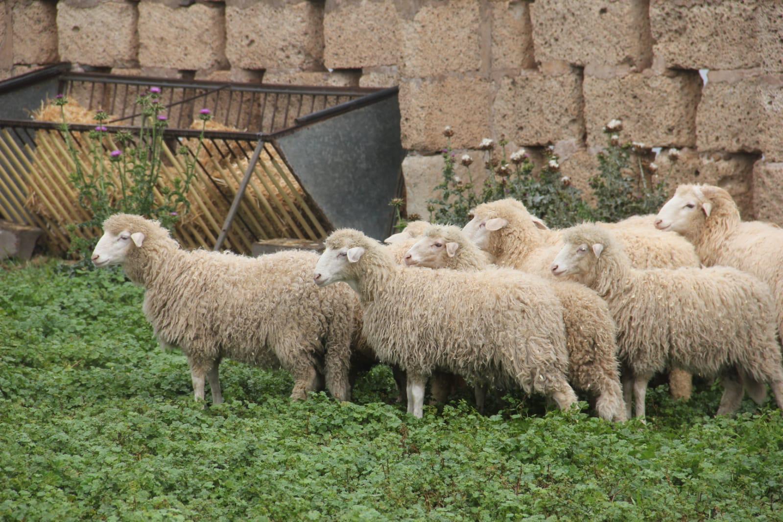 Ayudas_Ganaderia_Canarias