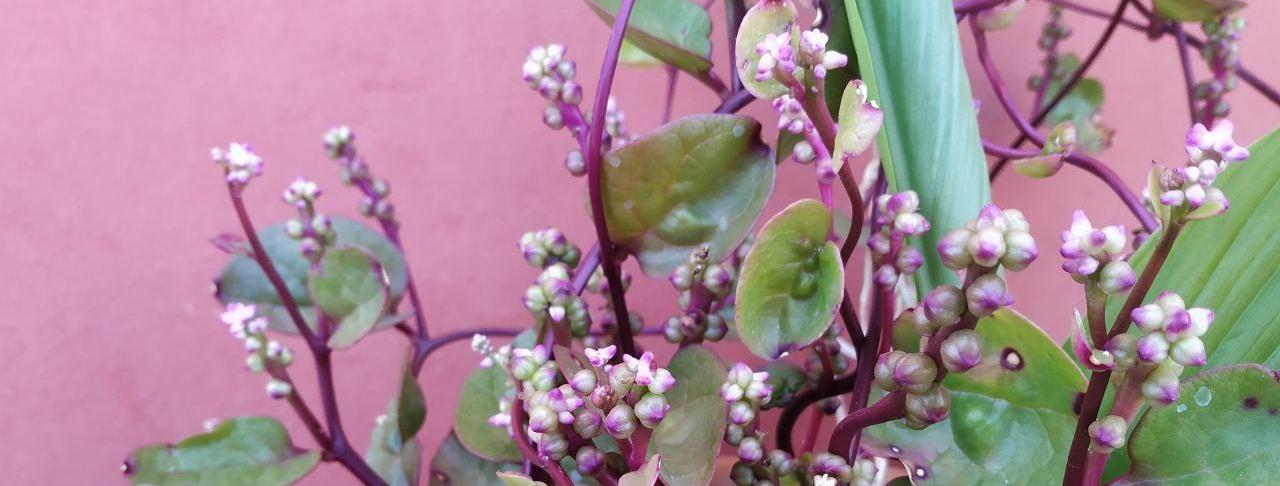 flor_espinaca_malabar2