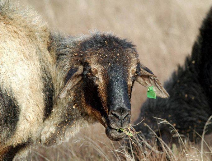 Ganadería-El-Hierro-2