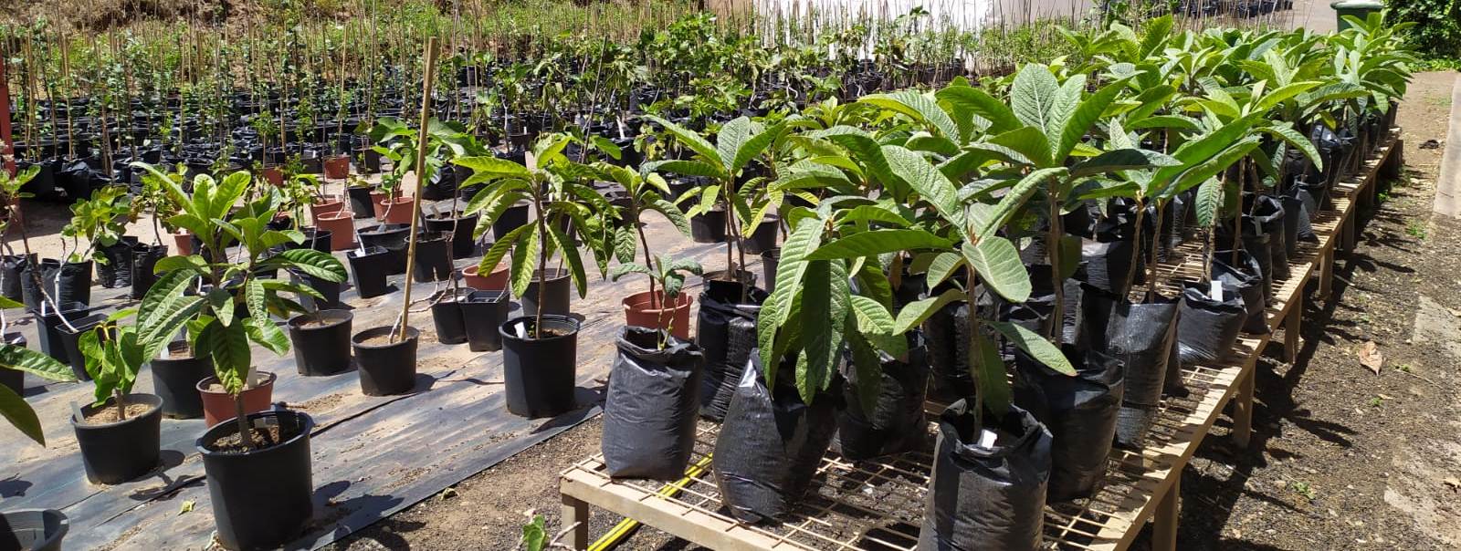 20200730 frutales teno (2)