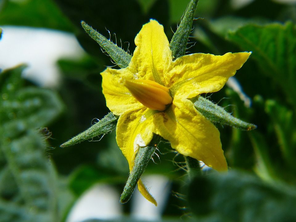Flores tóxicas en hortalizas: flores de tomate y familia