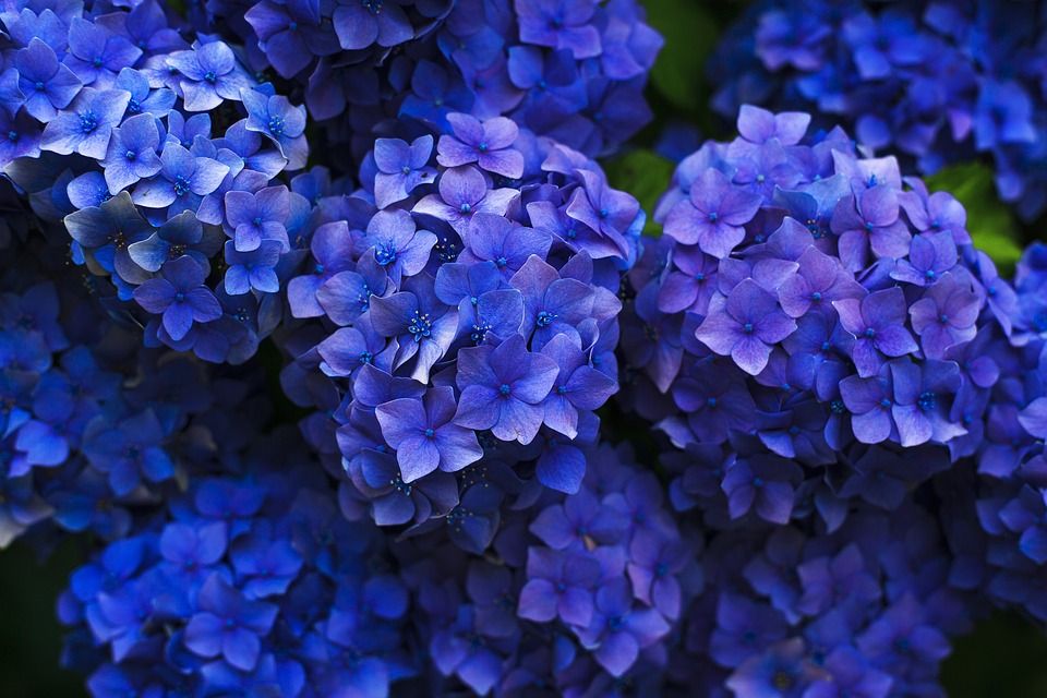 7.hortensia